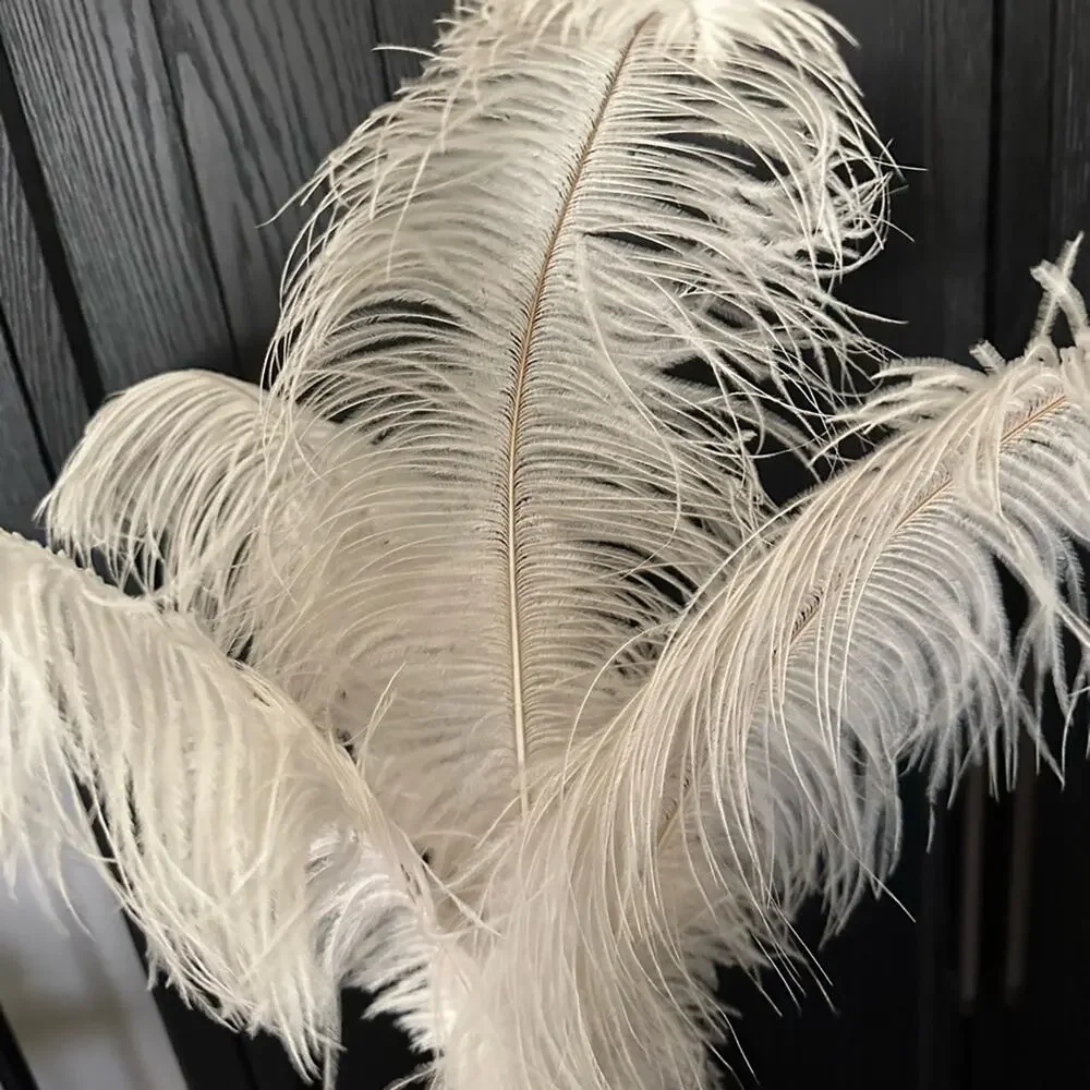 Real Ostrich Feathers 4 large Home Accent